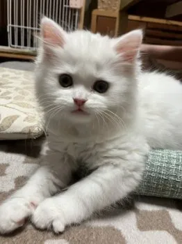 ぴぐたん 様のお迎えした子猫