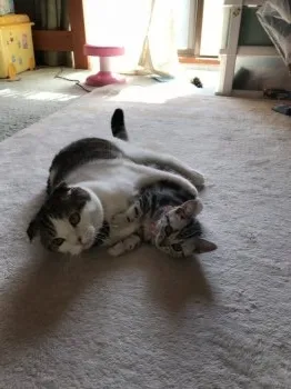 まりあ 様のお迎えした子猫