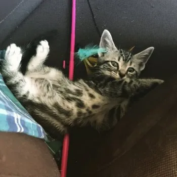 aminem 様のお迎えした子猫