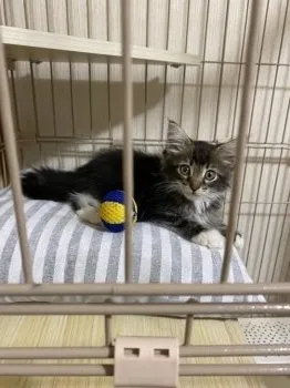 けいつん 様のお迎えした子猫