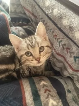 M.H 様のお迎えした子猫