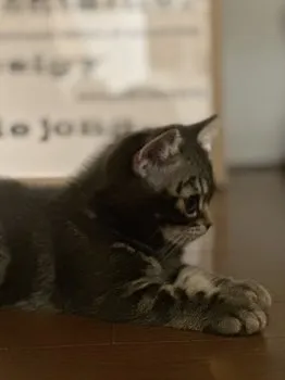 よしたろう 様のお迎えした子猫