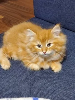 める 様のお迎えした子猫