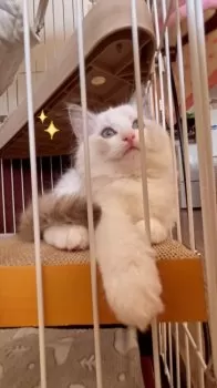 MioN 様のお迎えした子猫