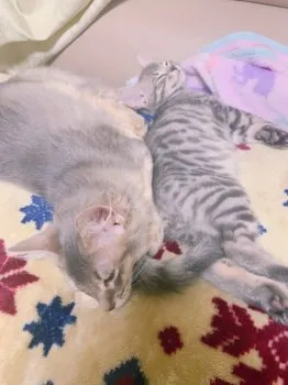 きらかの 様のお迎えした子猫