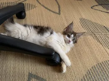 アーリン 様のお迎えした子猫