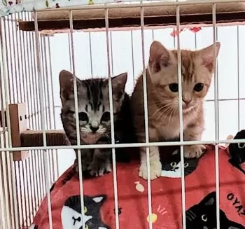 ちこ 様のお迎えした子猫