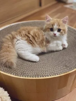 Y.K 様のお迎えした子猫