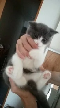 やっしー 様のお迎えした子猫