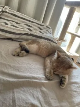 ジャガイモ 様のお迎えした子猫