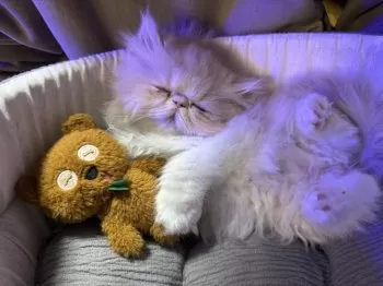 まり 様のお迎えした子猫