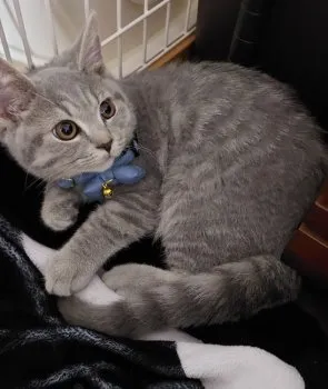 近さん 様のお迎えした子猫