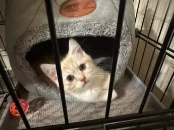 ゆっぴー 様のお迎えした子猫