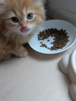 うどん 様のお迎えした子猫