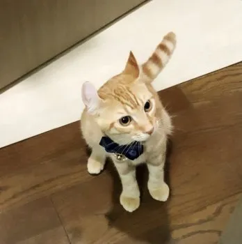 ふくちゃん 様のお迎えした子猫