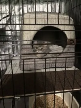 T.K 様のお迎えした子猫