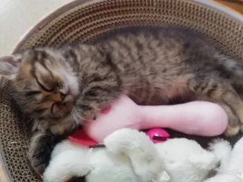 AT 様のお迎えした子猫