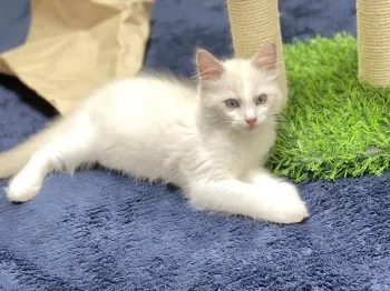 ショウ 様のお迎えした子猫