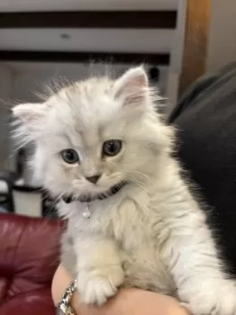 N 様のお迎えした子猫