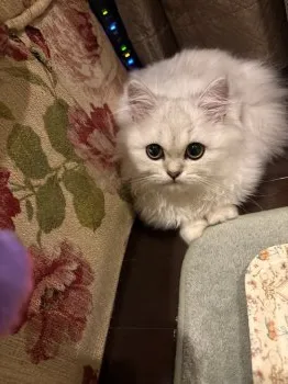 anchan 様のお迎えした子猫