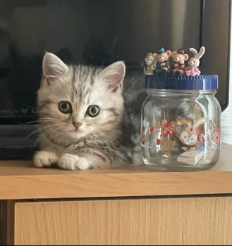 すずき 様のお迎えした子猫