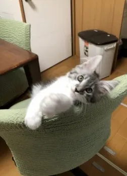 アニメさん 様のお迎えした子猫