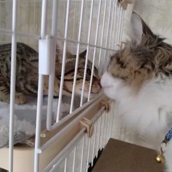 かりん 様のお迎えした子猫