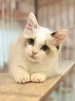 S.K 様のお迎えした子猫