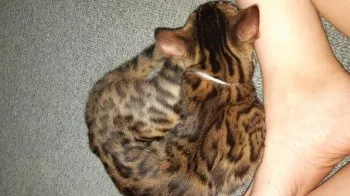 A.A 様のお迎えした子猫