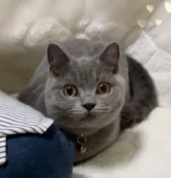 福 様のお迎えした子猫