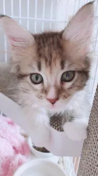 なおみん 様のお迎えした子猫