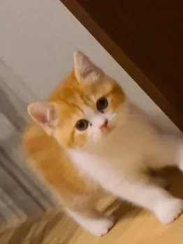 E.A 様のお迎えした子猫