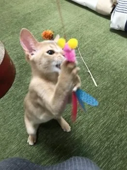 わたなべ 様のお迎えした子猫
