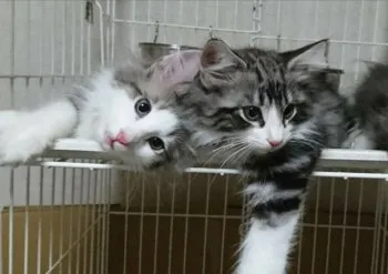 hana 様のお迎えした子猫