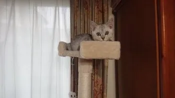 T.Ｉ 様のお迎えした子猫