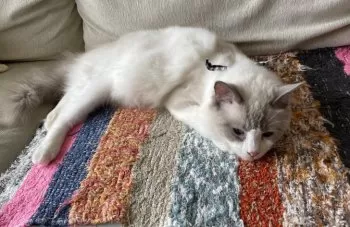 Y.N 様のお迎えした子猫