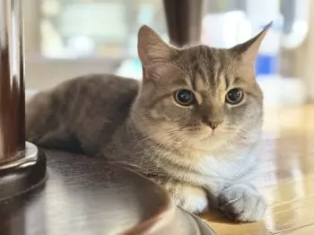W.K 様のお迎えした子猫