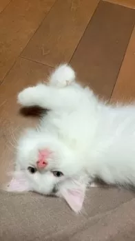 Y.T 様のお迎えした子猫