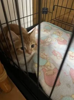 しあ 様のお迎えした子猫