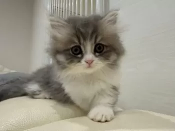 るき&らむ 様のお迎えした子猫