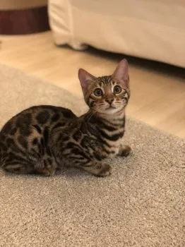 M.Y 様のお迎えした子猫