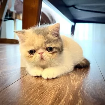きのぴー 様のお迎えした子猫