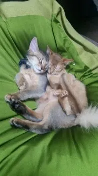 中村 様のお迎えした子猫