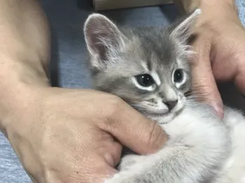 有明のソマリ好き 様のお迎えした子猫