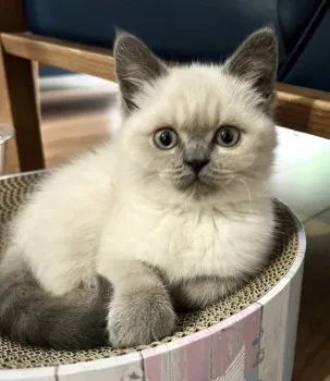 K.K 様のお迎えした子猫