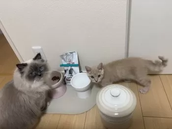 ブリティッシュ初心者 様のお迎えした子猫