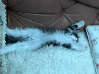 まーむりん 様のお迎えした子猫