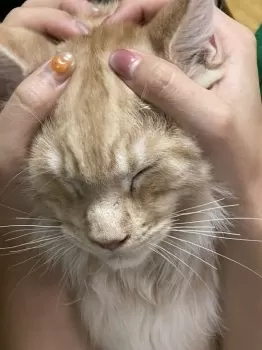 M.H 様のお迎えした子猫