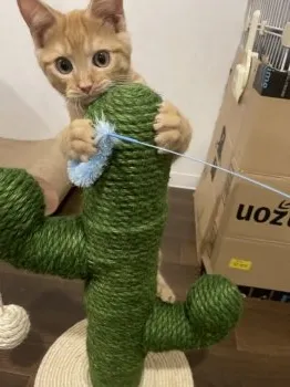 はな 様のお迎えした子猫