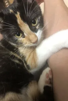 エージ 様のお迎えした子猫